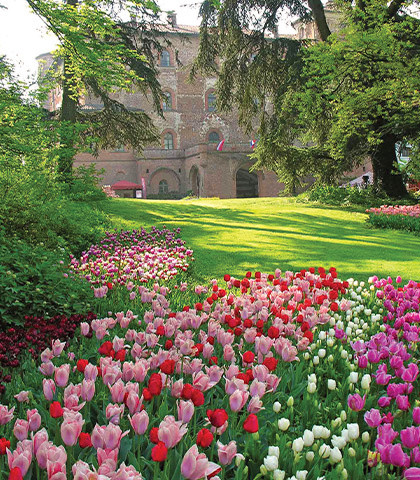Messer Tulipano ( Castello di Pralormo) aprile 2023