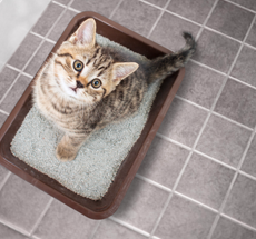 Come scegliere la lettiera per gatti più adatta al tuo micio