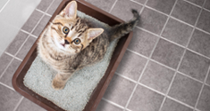 Come scegliere la lettiera per gatti più adatta al tuo micio